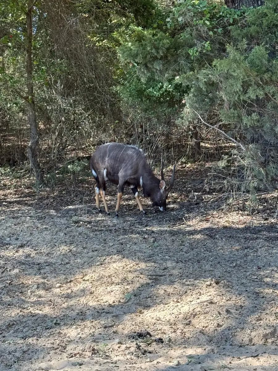 Wildlife on the grounds of the hunting lodge in Eustace, TX